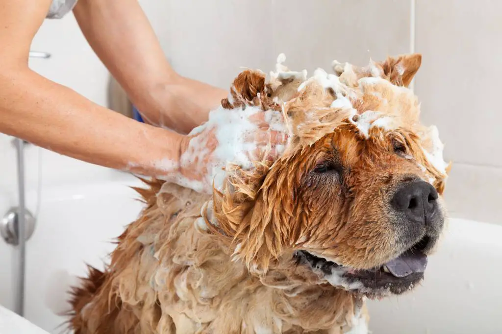 comment utiliser un shampoing pour chien